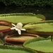 water-lily-3523976_960_720