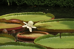 water-lily-3523976_960_720
