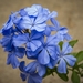 jasmine-blue-3602925_960_720