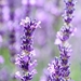 lavender-3528401_960_720