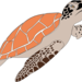 sea-turtle-1300198_960_720