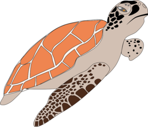 sea-turtle-1300198_960_720