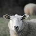 sheep-3121778_960_720