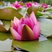water-lily-3445121_960_720