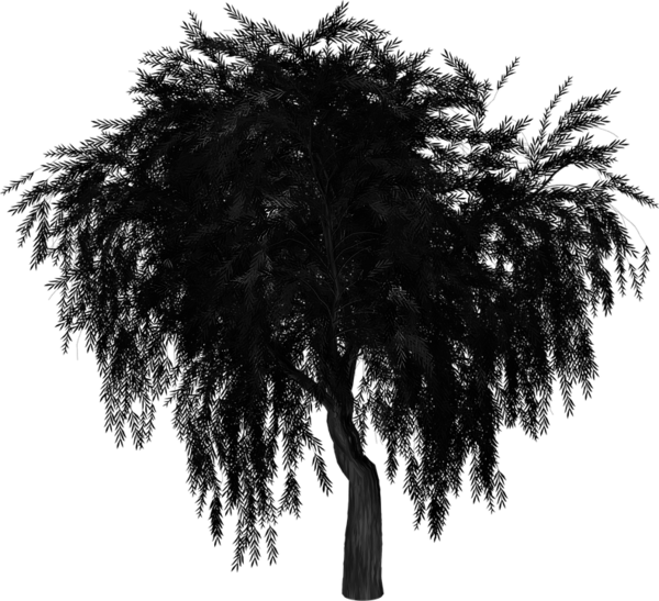 weeping-willow-3185001_960_720