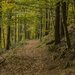 forest-2928362_960_720