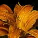 lily-395551_960_720