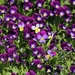violets-3496044_960_720