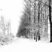 sneeuwlandschap 03