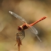 dragonfly-3658371_960_720
