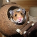 hamster-1803423_960_720