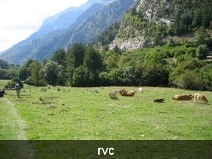 Stappen tussen de koeien, in de valleien van de rio Aragon.