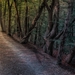 forest-path-2555991_960_720