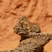 golden-mantled-ground-squirrel-4587_960_720