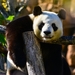 panda-bear-1086012_960_720