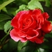 rose-3491504_960_720