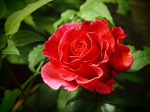 rose-3491504_960_720