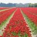 tulips-3409966_960_720