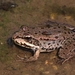 water-frog-3586277_960_720