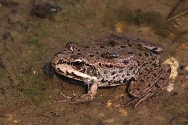 water-frog-3586277_960_720