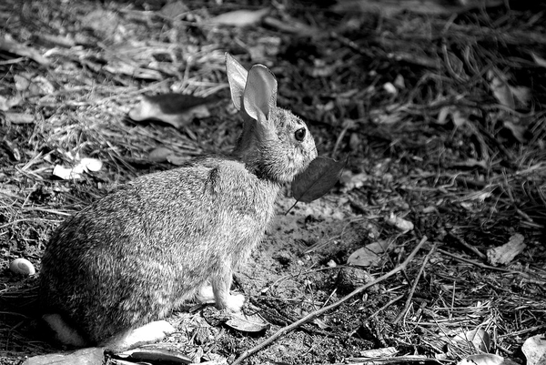 wild-rabbit-3626961_960_720