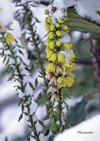 20190123_DSC00573_Dilbeek_Eerste gele bloemen onder de sneeuw_72