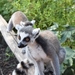 lemur-3696566_960_720