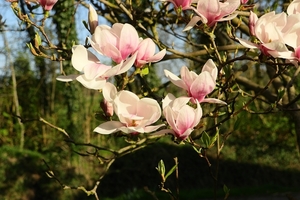 magnolia-3339722_960_720