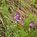 0011-purperorchis-arid-meadows-and-uncultivated-land