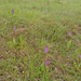 0012-purperorchis-arid-meadows-and-uncultivated-land