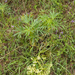 0014helleboris-viridis-wrangwortel-coppices-and-margins-of-woods