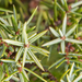 0019-juniperus-oxycedrus-maquis-and-garique-in-(sub)mediterranean