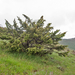 0020-juniperus-oxycedrus-maquis-and-garique-in-(sub)mediterranean