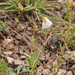 0021-wit-zonneroosje-helianthemum-apenninum-stony-pastures-scrub