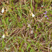 0022 wit-zonneroosje-helianthemum-apenninum-stony-pastures-scrub
