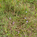 0023-kogelbloem-globularia-bisnagarica-arid-pastures