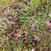 0026-Astragalus-monspessulanus-arid-uncultivated-land