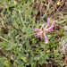 0027-Astragalus-monspessulanus-arid-uncultivated-land