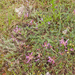 0028-Astragalus-monspessulanus-arid-uncultivated-land