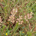 0030-doorgroeide-boerenkers-thlaspi-perfoliatum