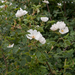 0001-bosroos rosa arvensis open woods and scrub