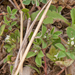 0016-ruwe-klaver-trifolium-scabrum-arid-meadows