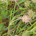 0018-trifolium-squarrosum-arid-pastures