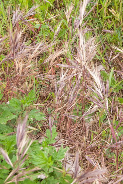 0021-bromus-madritensis-arid-uncultivated-land