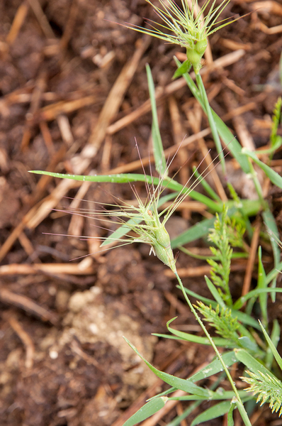 0023-aegilops-geniculata-triticum-ovatum-arid-meadows