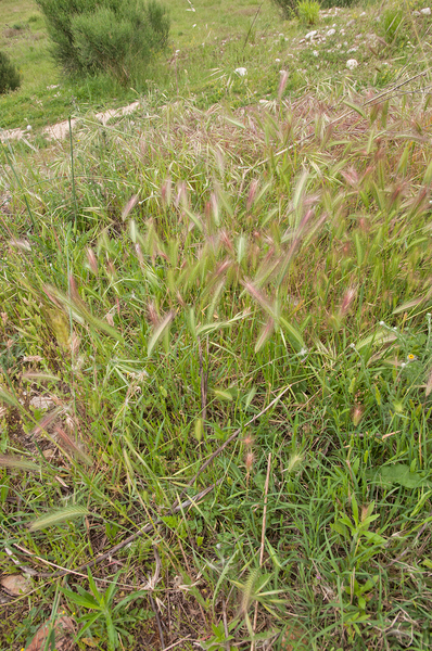 0026-dasypyrum villosum-arid-uncultivated-areas and pastures