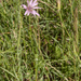 0001-Paarse-morgenster-Tragopogon-porrifolius-meadows