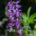 0016-Mannetjesorchis-Orchis-mascula-cool-pastures-glades