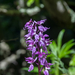 0017-Mannetjesorchis-Orchis-mascula-cool-pastures-glades