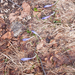 0050-crocus-vernus-crocus-neapolitanus-montane-pastures